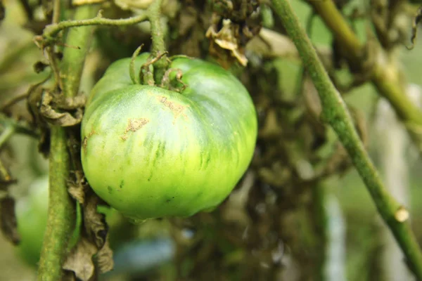 Tuleja Zielonych Pomidorów Rosnące Ogrodzie Warzyw — Zdjęcie stockowe