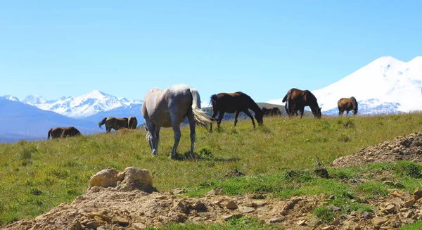Лошади Осеннем Кавказском Лугу — стоковое фото