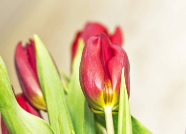 Beyaz arka plan üzerinde izole koyu kırmızı lale buketi