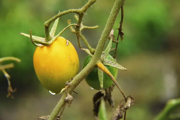 Czerwony Zielony Pomidor Rośnie Ogród Warzywny — Zdjęcie stockowe