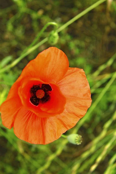 Fleurs Pavot Rouge Sur Champ Blé Été — Photo