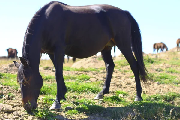 Ein Pferd Auf Der Herbstlichen Kaukasuswiese — Stockfoto