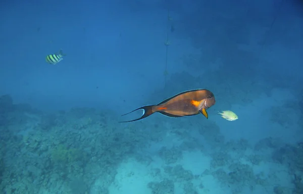 Peixes Exóticos Tropicais Acanthurus Que Deslocam Sobre Recife Subaquático Mar — Fotografia de Stock