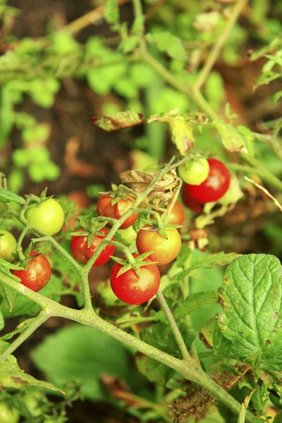 Tomate Vermelho Verde Crescendo Horta — Fotografia de Stock