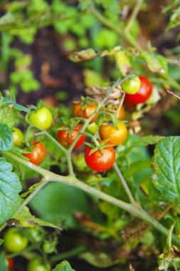 Sebze bahçesinde büyüyen kırmızı ve yeşil domates