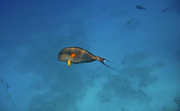 エキゾチックな熱帯魚 Acanthurus 水中紅海のサンゴ礁の上を移動 — ストック写真