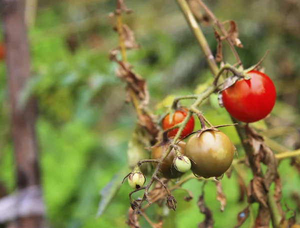 Κόκκινη Και Πράσινη Τομάτα Καλλιέργεια Στο Λαχανόκηπο — Φωτογραφία Αρχείου