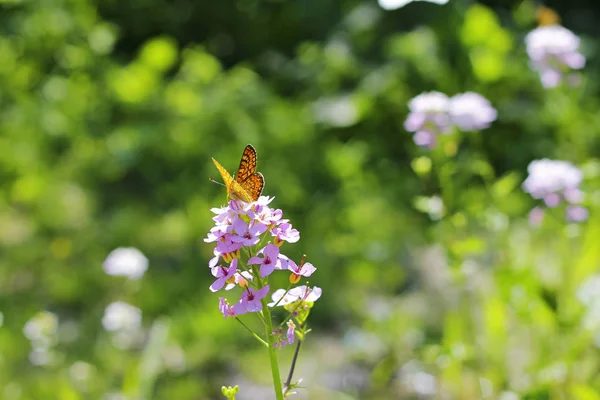 夏の緑の草原に紫色の花の上を飛んで蝶 — ストック写真