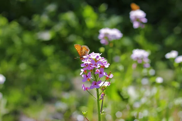 夏の緑のフィールドにピンクの花の上を飛んで蝶 — ストック写真