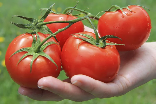 Dropsoutdoor 줄기와 신선한 유기농 토마토를 — 스톡 사진