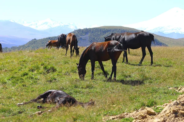 Лошади Осеннем Кавказском Лугу — стоковое фото