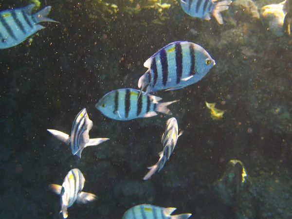 Tropical Exotic Fish Abudefduf Sexfaciatus Moviéndose Sobre Arrecife Bajo Agua — Foto de Stock