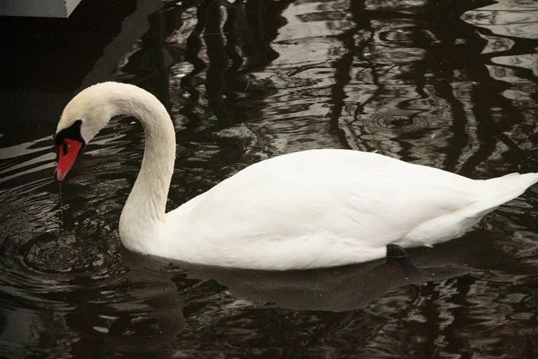 Cigno Bianco Cygnus Nuotare Nello Stagno Buio All Aperto — Foto Stock