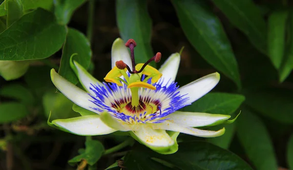 Fleur Passion Fleurit Dans Jardin Tropical Gros Plan Passiflore Fleurissant — Photo