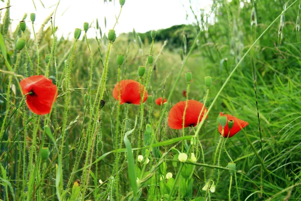 Fleurs Pavot Rouge Sur Champ Blé Été — Photo