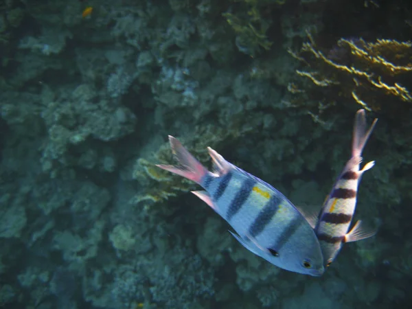 Peixes Exóticos Tropicais Abudefduf Sexfaciatus Que Deslocam Sobre Recife Subaquático — Fotografia de Stock