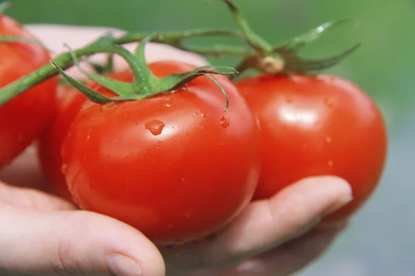 妇女拿着一束新鲜的有机美味的西红柿与绿色的茎和水滴在菜园里 — 图库照片