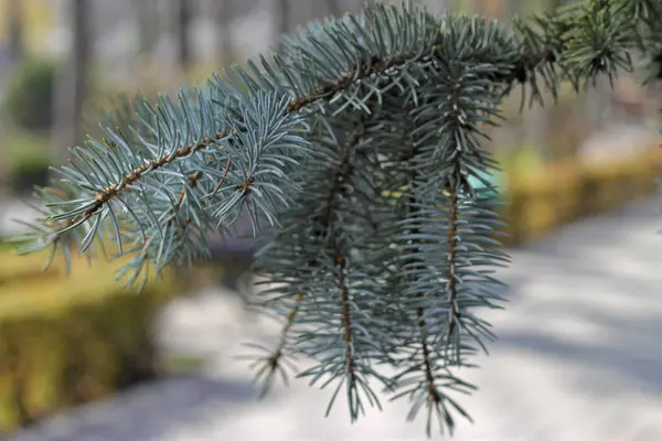 Blue Spruce Tree Branch Closeup Forest Background Horisontal Position — Stock Photo, Image