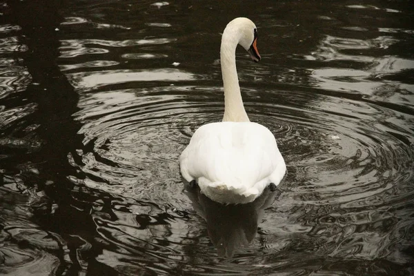 Cisne Blanco Como Nieve Cygnus Nadando Oscuro Estanque Aire Libre —  Fotos de Stock