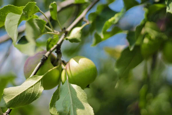 Manzana Verde Madura Colgando Rama Del Árbol Cultivo Frutas Temporada —  Fotos de Stock