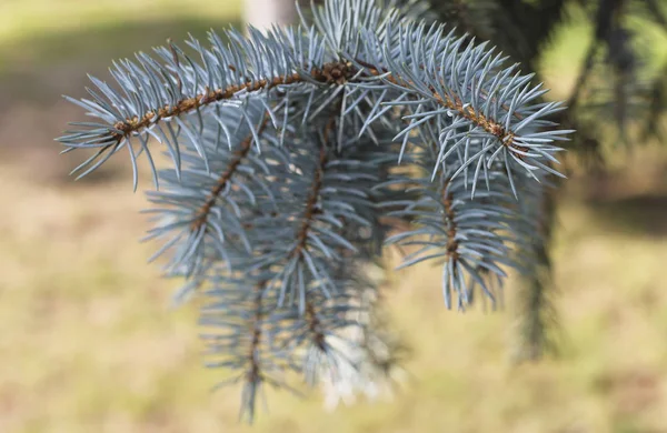 Mavi Ladin Ağacı Dalı Closeup Arka Planda Yatay Pozisyon — Stok fotoğraf