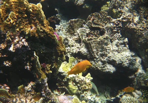 热带奇特鱼类 Pomacentrus Sulfureus 在红海海底的珊瑚礁上移动 — 图库照片