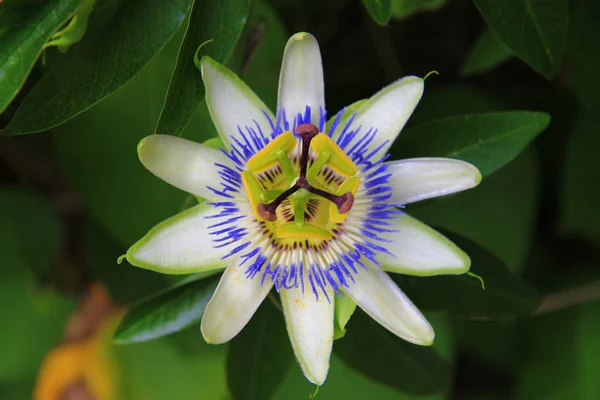 Tropikal bahçe closeup içinde tutku çiçek çiçek. Açık havada çiçek açması Passiflora