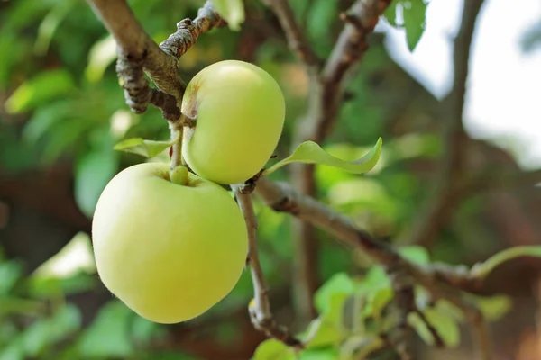 Lóg Fióktelep Zöld Érett Alma Növekvő Szezonális Gyümölcsöket Termés Termés — Stock Fotó