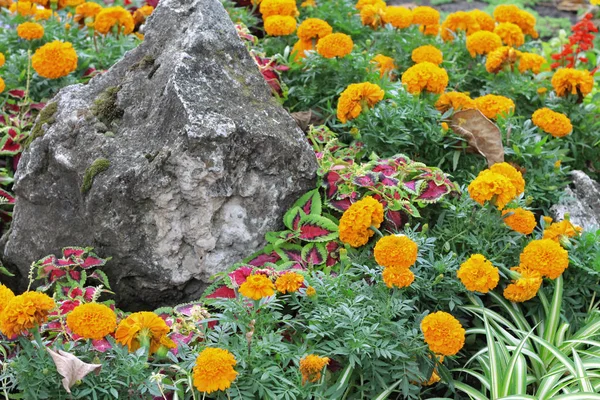 黄花万寿菊和五彩彩和红丹参盛开在花坛特写上 图库照片