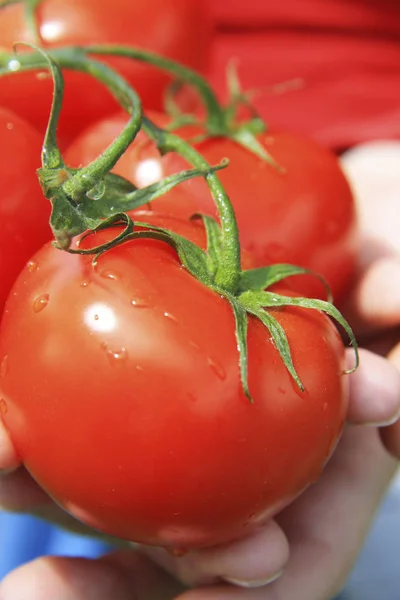 Mãos Mulher Segurando Monte Tomate Delicioso Orgânico Fresco Com Hastes — Fotografia de Stock