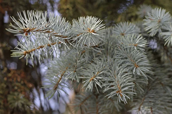 Blauwe Spar Vertakking Van Beslissingsstructuur Het Bos Achtergrond Horisontal Positie — Stockfoto