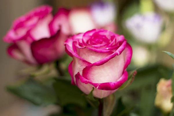 粉红色和白色在绽放玫瑰特写在花束 Gifrt — 图库照片