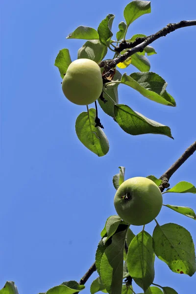 Manzana Verde Madura Colgando Rama Del Árbol Cultivar Frutas Temporada — Foto de Stock