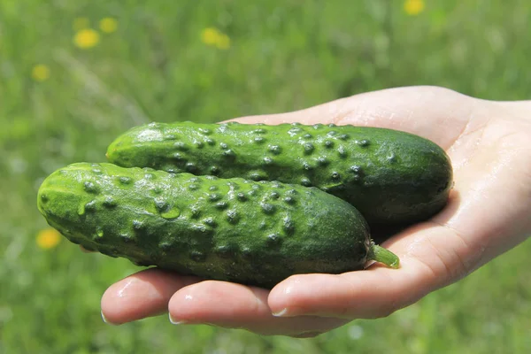Taze Organik Lezzetli Salatalık Sebze Bahçesi Açık Tutan Eller Kadın Telifsiz Stok Imajlar