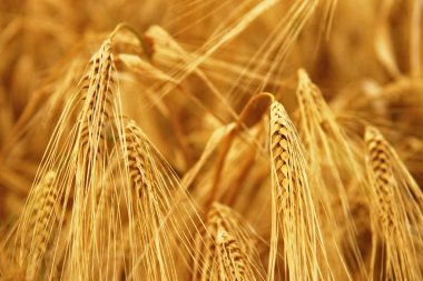 Zor altın On yaz alan önce hasat closeup asılı kulaklar