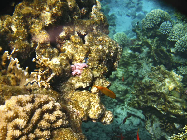 エキゾチックな熱帯魚 Pomacentrus Sulfureus 水中紅海のサンゴ礁の上を移動 — ストック写真