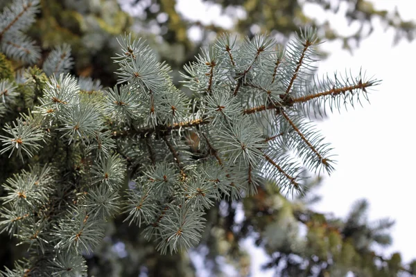 Blue Spruce Tree Branch Achtergrond Het Bos Horisontal Positie — Stockfoto