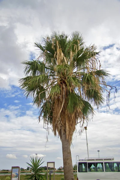 Date palm tree without date fruits against blue sky with white clouds