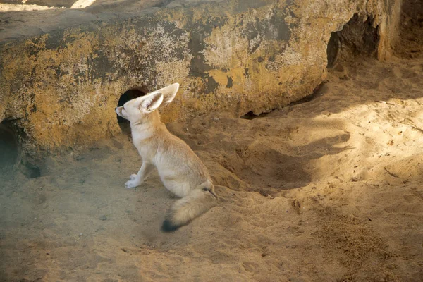 Fennec Fox Wüstenfuchs Mit Großen Ohren Geier Zerda Sitzt Zoo — Stockfoto