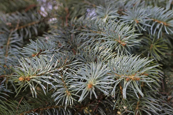 Blågran Träd Gren Bakgrund Skogen Horisontal Position — Stockfoto