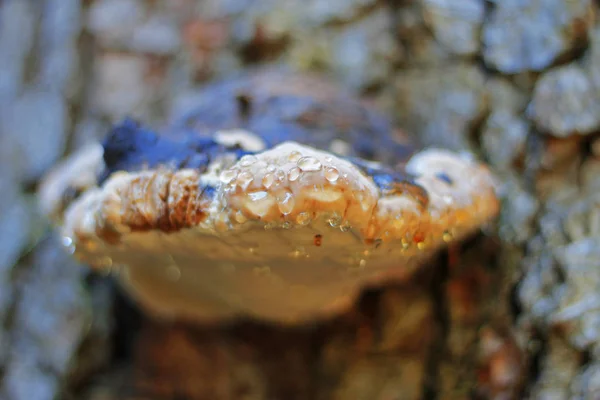 Champignon Humide Poussant Sur Tronc Arbre Dans Forêt Eau Pluie — Photo
