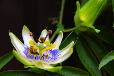 Tropikal bahçe closeup çiçeklenme tutku çiçek. Açık havada çiçek açması Passiflora