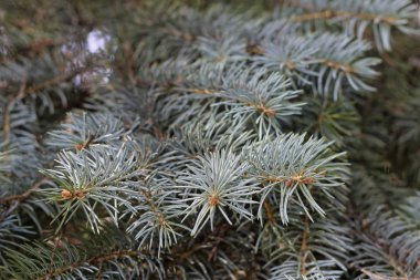 Güzel Mavi Ladin ağacı dalı arka plan ormanın içinde yatay pozisyonda