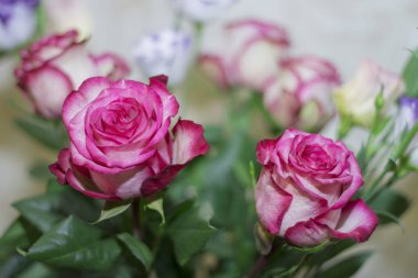 Gifrt buket pembe ve beyaz çiçek açan güller portre