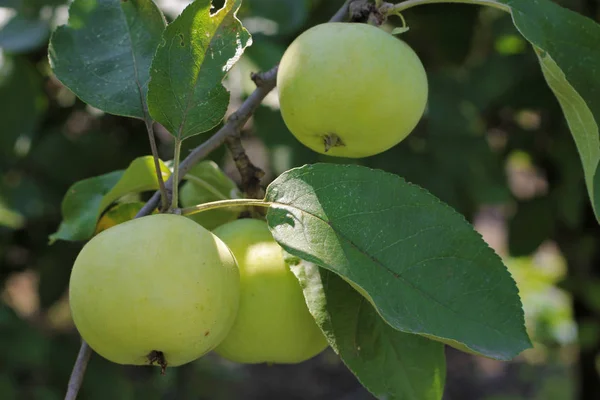 Maçã Verde Madura Pendurada Ramo Árvore Cultivar Frutas Sazonais Plantar — Fotografia de Stock