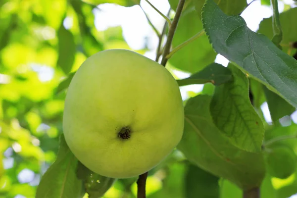 Manzana Verde Madura Colgando Rama Del Árbol Cultivo Frutas Temporada —  Fotos de Stock