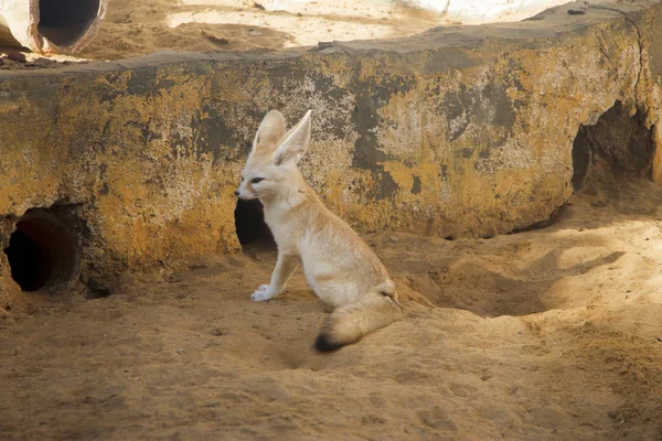 Fennec fox - desert fox with big ears Vulpes zerda sitting in the zoo