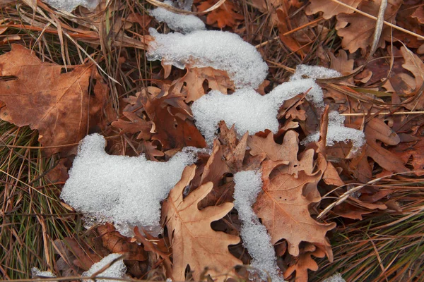 Yellow Fallen Oak Leaf Green Grass Covered Snow Forest — Stock Photo, Image