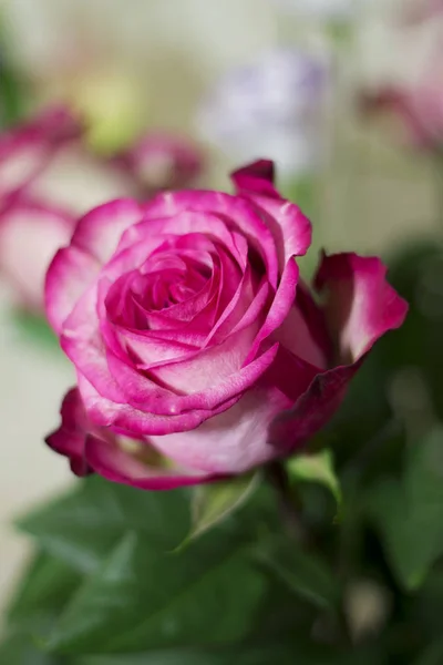 粉红色和白色绽放玫瑰特写镜头在花束送礼与爱 — 图库照片