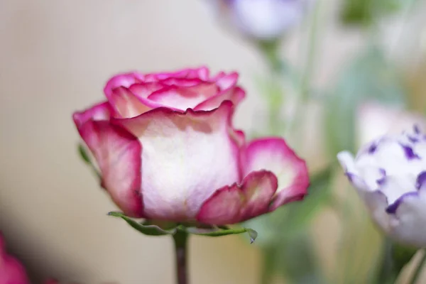 Eine Pnk Und Weiß Blühende Rose Nahaufnahme Strauß Gifrt Mit — Stockfoto